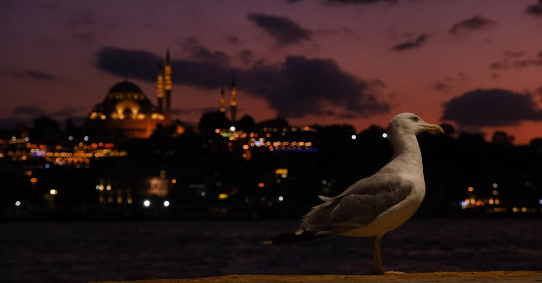 Agenda: anime & gaming — Traquinia, Malida (24 Nov 2025 — 30 Nov 20…