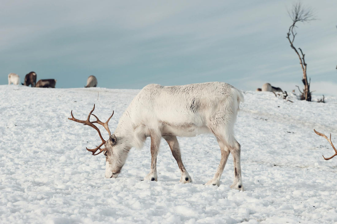 Estilos de animación: del cel tradicional al CGI — errores comunes 2025 (edición 2)